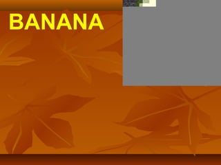 BANANA
 