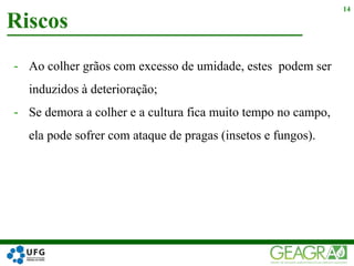 - Ao colher grãos com excesso de umidade, estes podem ser
induzidos à deterioração;
- Se demora a colher e a cultura fica muito tempo no campo,
ela pode sofrer com ataque de pragas (insetos e fungos).
Riscos
14
 