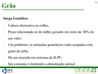Sorgo Granífero
- Cultura alternativa ao milho;
- Preço relacionado ao do milho gerando em torno de 80% do
seu valor;
- Um problema: os armazéns graneleiros estão ocupados com
grãos da safra;
- Há sua inserção em sistemas de ILPF;
- Seu consumo é destinado a alimentação animal.
Grão
19
 