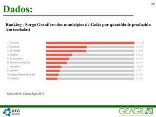 Dados:
20
Ranking - Sorgo Granífero dos municípios de Goiás por quantidade produzida
(em toneladas)
Fonte:IBGE, Censo Agro 2017.
 