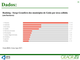 Dados:
21
Ranking - Sorgo Granífero dos municípios de Goiás por área colhida
(em hectares)
Fonte:IBGE, Censo Agro 2017.
 