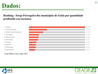 Dados:
23
Ranking - Sorgo Forrageiro dos municípios de Goiás por quantidade
produzida (em toneladas)
Fonte:IBGE, Censo Agro 2017.
 