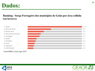 Ranking - Sorgo Forrageiro dos municípios de Goiás por área colhida
(em hectares)
Dados:
24
Fonte:IBGE, Censo Agro 2017.
 