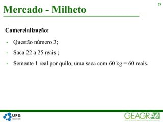 Comercialização:
- Questão número 3;
- Saca:22 a 25 reais ;
- Semente 1 real por quilo, uma saca com 60 kg = 60 reais.
Mercado - Milheto
29
 