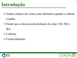 ➔ Ambas culturas são vistas como alternativa quando a colheita
é tardia;
➔ Estado que se destaca pela produção de sorgo: GO, MG e
BA;
➔ Colheita;
➔ Comercialização.
Introdução
3
 