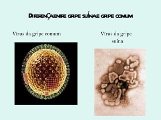 Diferença entre gripe suína e gripe comum Vírus da gripe comum   Vírus da gripe suína 