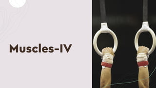 Muscles-IV
 