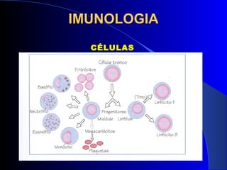 IMUNOLOGIAIMUNOLOGIA
CÉLULAS
IMUNOLÓGICAS
 