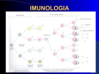 IMUNOLOGIAIMUNOLOGIA
 