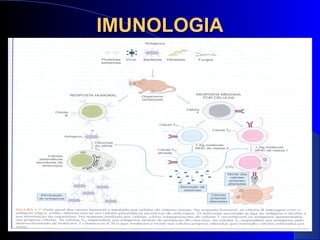 IMUNOLOGIAIMUNOLOGIA
 