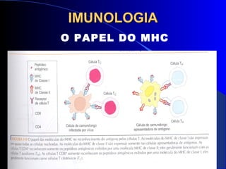 IMUNOLOGIAIMUNOLOGIA
O PAPEL DO MHC
 