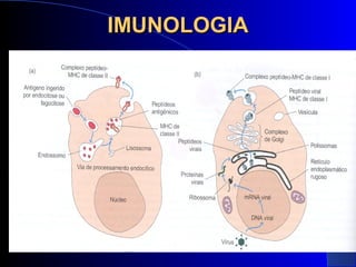 IMUNOLOGIAIMUNOLOGIA
 