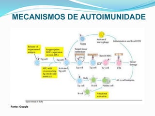 MECANISMOS DE AUTOIMUNIDADE
Fonte: Google
 