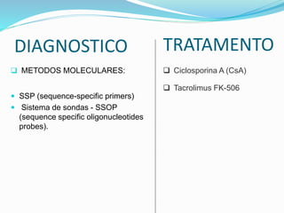 DIAGNOSTICO
 METODOS MOLECULARES:
 SSP (sequence-specific primers)
 Sistema de sondas - SSOP
(sequence specific oligonucleotides
probes).
TRATAMENTO
 Ciclosporina A (CsA)
 Tacrolimus FK-506
 