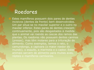 Roedores
 Estes mamíferos possuem dois pares de dentes
incisivos (dentes da frente) bem desenvolvidos.
Um par situa-se no maxilar superior e o outro no
maxilar inferior. Estes pares de dentes crescem
continuamente, pois são desgastados à medida
que o animal vai roendo as cascas dos ramos das
plantas. Os roedores não possuem dentes caninos
(presas), mas têm molares para a trituração do
alimento. Como exemplos, temos o rato, o
camundongo, a capivara (o maior roedor do
mundo), o esquilo, a marmota e o castor. Estes
animais servem de alimento para muitas aves,
répteis e mamíferos carnívoros.
 