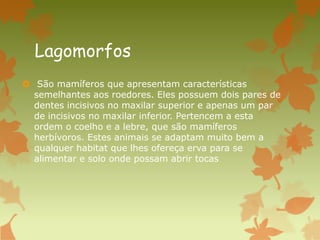 Lagomorfos
 São mamíferos que apresentam características
semelhantes aos roedores. Eles possuem dois pares de
dentes incisivos no maxilar superior e apenas um par
de incisivos no maxilar inferior. Pertencem a esta
ordem o coelho e a lebre, que são mamíferos
herbívoros. Estes animais se adaptam muito bem a
qualquer habitat que lhes ofereça erva para se
alimentar e solo onde possam abrir tocas
 