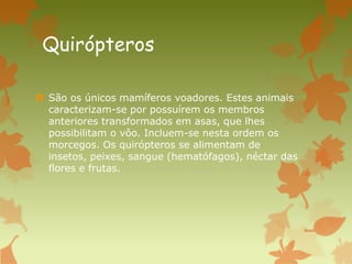 Quirópteros
 São os únicos mamíferos voadores. Estes animais
caracterizam-se por possuírem os membros
anteriores transformados em asas, que lhes
possibilitam o vôo. Incluem-se nesta ordem os
morcegos. Os quirópteros se alimentam de
insetos, peixes, sangue (hematófagos), néctar das
flores e frutas.
 