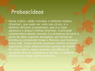 Proboscídeos
 Nesta ordem, estão incluídos o elefante indiano
(Elephas), que pode ser visto nos circos; e o
elefante africano (Loxodonta), que é o mais
agressivo e possui orelhas enormes. A principal
característica desses animais é a presença do nariz e
parte do lábio superior alongados, em forma de
tromba ou proboscide longa e flexível, que funciona
como mão. Esses animais possuem dentes incisivos
superiores muito desenvolvidos (presas de marfim).
Por este motivo, esses grandes mamíferos se
tornaram alvo de caçadores e ladrões. O elefante
africano é o maior animal terrestre.
 