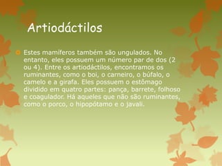 Artiodáctilos
 Estes mamíferos também são ungulados. No
entanto, eles possuem um número par de dos (2
ou 4). Entre os artiodáctilos, encontramos os
ruminantes, como o boi, o carneiro, o búfalo, o
camelo e a girafa. Eles possuem o estômago
dividido em quatro partes: pança, barrete, folhoso
e coagulador. Há aqueles que não são ruminantes,
como o porco, o hipopótamo e o javali.
 