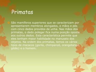 Primatas
 São mamíferos superiores que se caracterizam por
apresentarem membros alongados, e mãos e pés
com cinco dedos providos de unha. Nas mãos dos
primatas, o dedo polegar fica numa posição oposta
aos outros dedos. Esta característica permite que
eles tenham maior habilidade no manuseio dos
objetos. Na ordem dos primatas, temos os vários
tipos de macacos (gorila, chimpanzé, orangotango,
gibão) e o homem.
 