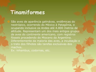 Tinamiformes
 São aves de aparência galinácea, endêmicas do
neotrópico, ocorrendo do México à Patagônia, e
ocupando inclusive os Andes até 4.800 metros de
altitude. Representam um dos mais antigos grupos
de aves do continente americano, com registros
fósseis procedendo do Mioceno da Argentina.
Diferentemente da maioria das aves, a incubação e
o trato dos filhotes são tarefas exclusivas dos
machos.
Ex: inhambus, codornas, etc.
 