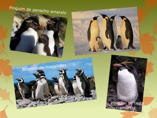 Pinguim de testa
amarela
 