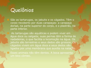 Quelônios
 São as tartarugas, os jabutis e os cágados. Têm o
corpo recoberto por duas carapaças: a carapaça
dorsal, na parte superior do corpo, e o plastrão, na
parte inferior.
 As tartarugas são aquáticas e podem viver em
água doce ou salgada; suas pernas têm a forma de
nadadeiras, o que facilita a locomoção na água. Os
jabutis são terrestres e seus dedos são grossos. Os
cágados vivem em água doce e seus dedos são
ligados por uma membrana que auxilia na natação.
 Esses animais não têm dentes. A boca apresenta
um bico córneo.
 
