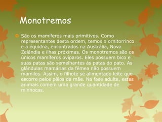 Monotremos
 São os mamíferos mais primitivos. Como
representantes desta ordem, temos o ornitorrinco
e a équidna, encontrados na Austrália, Nova
Zelândia e ilhas próximas. Os monotremos são os
únicos mamíferos ovíparos. Eles possuem bico e
suas patas são semelhantes às patas do pato. As
glândulas mamárias da fêmea não possuem
mamilos. Assim, o filhote se alimentado leite que
escorre pelos pêlos da mãe. Na fase adulta, estes
animais comem uma grande quantidade de
minhocas.
 