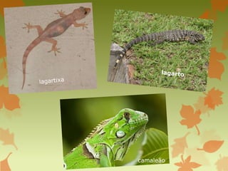 camaleão
 