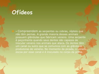 Ofídeos
 - Compreendem as serpentes ou cobras, répteis que
não têm pernas. A grande maioria desses animais
possuem glândulas que fabricam veneno. Uma serpente
é peçonhenta quando seus dentes são capazes de
inocular veneno nos animais que ataca. Os dentes têm
um canal ou sulco que se comunica com as glândulas
produtoras de veneno. No momento da picada, o veneno
escoa por esse canal e é inoculado no corpo da presa.
 