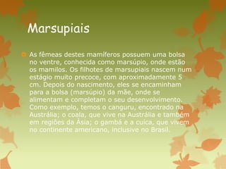 Marsupiais
 As fêmeas destes mamíferos possuem uma bolsa
no ventre, conhecida como marsúpio, onde estão
os mamilos. Os filhotes de marsupiais nascem num
estágio muito precoce, com aproximadamente 5
cm. Depois do nascimento, eles se encaminham
para a bolsa (marsúpio) da mãe, onde se
alimentam e completam o seu desenvolvimento.
Como exemplo, temos o canguru, encontrado na
Austrália; o coala, que vive na Austrália e também
em regiões da Ásia; o gambá e a cuíca, que vivem
no continente americano, inclusive no Brasil.
 