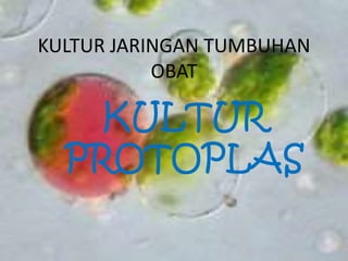 KULTUR JARINGAN TUMBUHAN
OBAT
KULTUR
PROTOPLAS
 