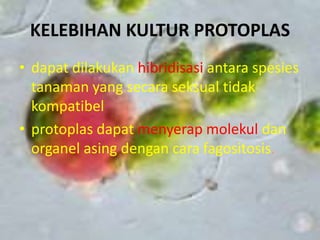 KELEBIHAN KULTUR PROTOPLAS
• dapat dilakukan hibridisasi antara spesies
tanaman yang secara seksual tidak
kompatibel
• protoplas dapat menyerap molekul dan
organel asing dengan cara fagositosis.
 