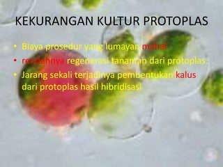 KEKURANGAN KULTUR PROTOPLAS
• Biaya prosedur yang lumayan mahal
• rendahnya regenerasi tanaman dari protoplas.
• Jarang sekali terjadinya pembentukan kalus
dari protoplas hasil hibridisasi
 