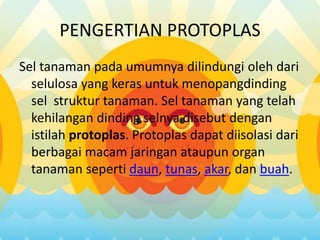PENGERTIAN PROTOPLAS
Sel tanaman pada umumnya dilindungi oleh dari
selulosa yang keras untuk menopangdinding
sel struktur tanaman. Sel tanaman yang telah
kehilangan dinding selnya disebut dengan
istilah protoplas. Protoplas dapat diisolasi dari
berbagai macam jaringan ataupun organ
tanaman seperti daun, tunas, akar, dan buah.
 