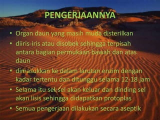 PENGERJAANNYA
• Organ daun yang masih muda disterilkan
• diiris-iris atau disobek sehingga terpisah
antara bagian permukaan bawah dan atas
daun
• dimasukkan ke dalam larutan enzim dengan
kadar tertentu dan ditunggu selama 12-18 jam
• Selama itu sel-sel akan keluar dan dinding sel
akan lisis sehingga didapatkan protoplas
• Semua pengerjaan dilakukan secara aseptik
 