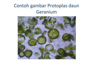 Contoh gambar Protoplas daun
Geranium
 