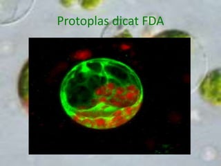 Protoplas dicat FDA
 