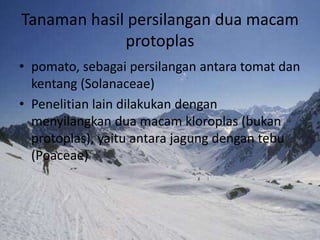 Tanaman hasil persilangan dua macam
protoplas
• pomato, sebagai persilangan antara tomat dan
kentang (Solanaceae)
• Penelitian lain dilakukan dengan
menyilangkan dua macam kloroplas (bukan
protoplas), yaitu antara jagung dengan tebu
(Poaceae)
 