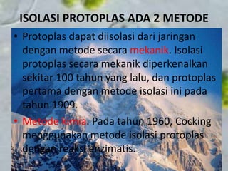 ISOLASI PROTOPLAS ADA 2 METODE
• Protoplas dapat diisolasi dari jaringan
dengan metode secara mekanik. Isolasi
protoplas secara mekanik diperkenalkan
sekitar 100 tahun yang lalu, dan protoplas
pertama dengan metode isolasi ini pada
tahun 1909.
• Metode kimia. Pada tahun 1960, Cocking
menggunakan metode isolasi protoplas
dengan reaksi enzimatis.
 