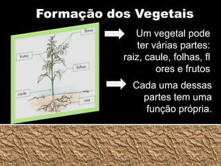 Formação dos VegetaisUm vegetal pode ter várias partes: raiz, caule, folhas, flores e frutosCada uma dessas partes tem uma função própria.