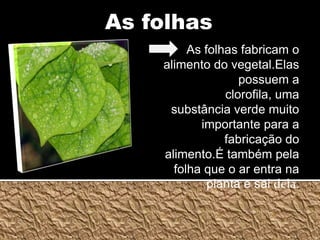 As folhasAs folhas fabricam o alimento do vegetal.Elas possuem a clorofila, uma substância verde muito importante para a fabricação do alimento.É também pela folha que o ar entra na planta e sai dela.