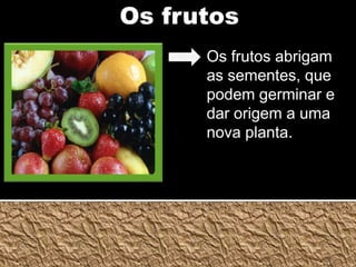Os frutosOs frutos abrigam as sementes, que podem germinar e dar origem a uma nova planta.