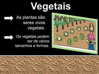 VegetaisAs plantas são seres vivos vegetais.Os vegetais podem ser de vários tamanhos e formas.