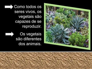 Como todos os seres vivos, os vegetais são capazes de se reproduzir.Os vegetais são diferentes dos animais.