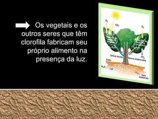 Os vegetais e os outros seres que têm clorofila fabricam seu próprio alimento na presença da luz.