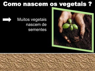 Como nascem os vegetais ?Muitos vegetais nascem de sementes