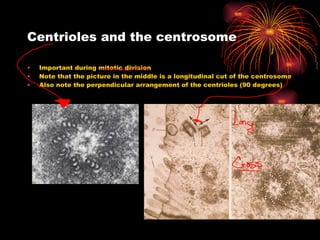 Centrioles and the centrosome Important during mitotic division Note that the picture in the middle is a longitudinal cut of the centrosome Also note the perpendicular arrangement of the centrioles (90 degrees) 