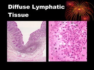 Diffuse Lymphatic Tissue 