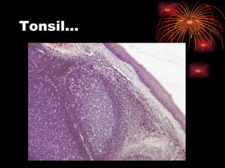 Tonsil… 